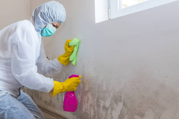 Best Asbestos and Lead Testing During Mold Inspection  in Pine Level, NC